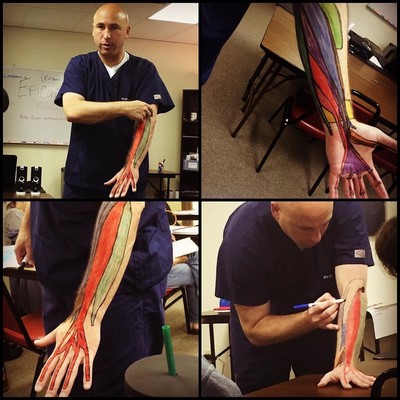 Illustrated muscles on teacher's arm