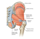Labeled Muscles of the Buttocks Illustration