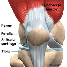 Quadriceps at Patella