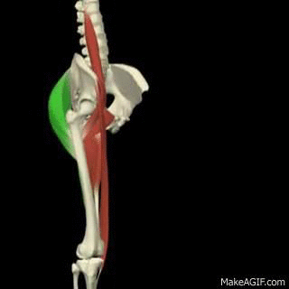 GIF of Hip Flexion and Extension