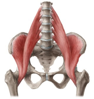 Illustration of skeleton and Iliopsoas Muscles