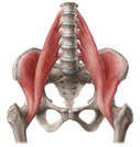 Iliopsoas Muscles Anatomy Illustration