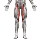 Anatomy of Thigh Muscles Illustration