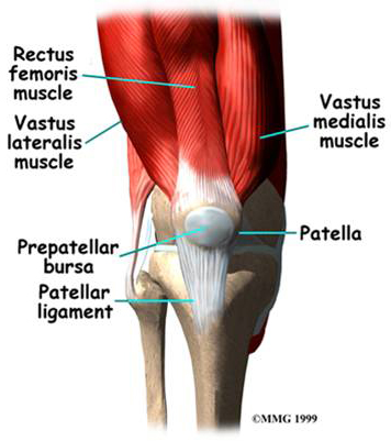 Anatomy of the Quadricep and Knee